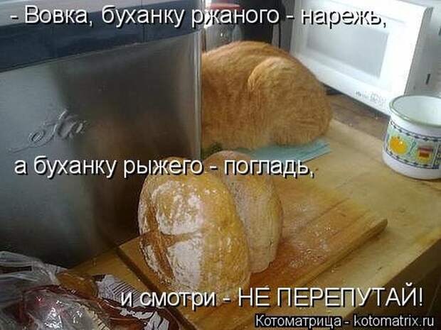Лучшие котоматрицы недели (50 фото)