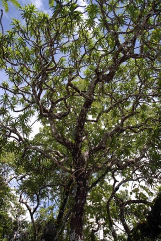 Драцена Кавесаака (Kaweesak), названная в честь своего первооткрывателя, достигает в высоту 12 метров. 