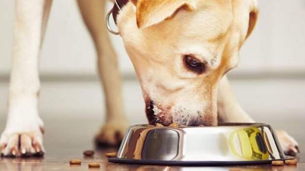 Как откормить собаку? Как и чем кормить истощенную собаку? Влажный корм для собак