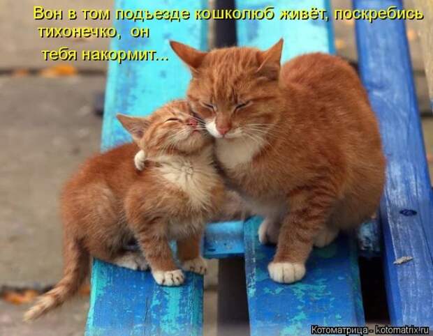 Лучшие котоматрицы недели (50 фото)