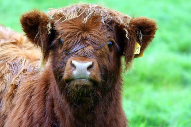Шотландская высокогорная корова (Hairy Coo)