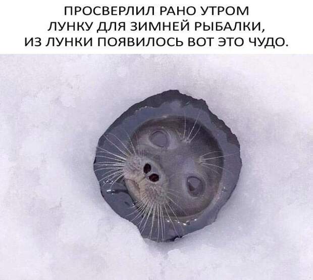 Смешные картинки с надписями прикол, юмор