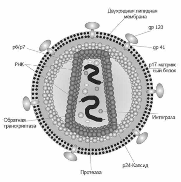 Строение вируса иммунодефицита человека / ©wikipedia