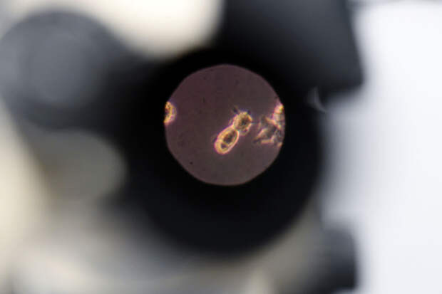 EID: вирус гриппа D и собачий коронавирус все чаще передаются человеку