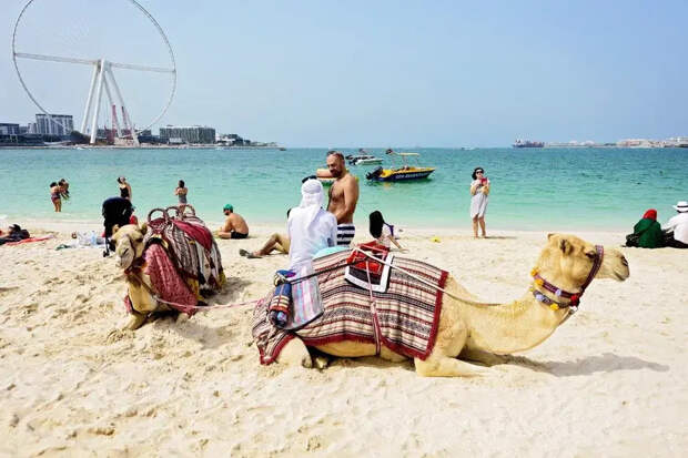 Русских туристов в Египте обманывают на деньги трюком с одиноким верблюдом