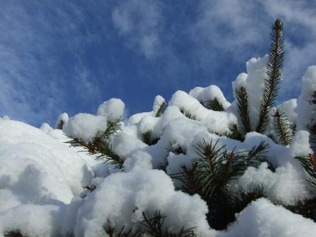 Снег и еловый лапник - лучшие материалы для защиты растений