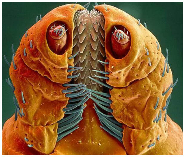 Голова древесного жука интересное, красота, микросъемка, удивительное