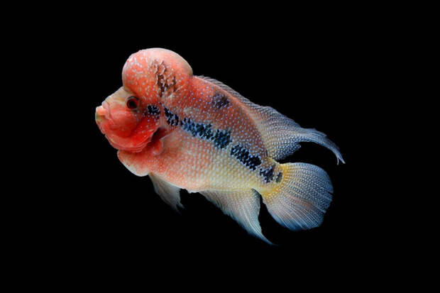 На вес золота: 10 самых дорогих рыб в мире | Источник: koifish via Shutterstock/Fotodom.ru
