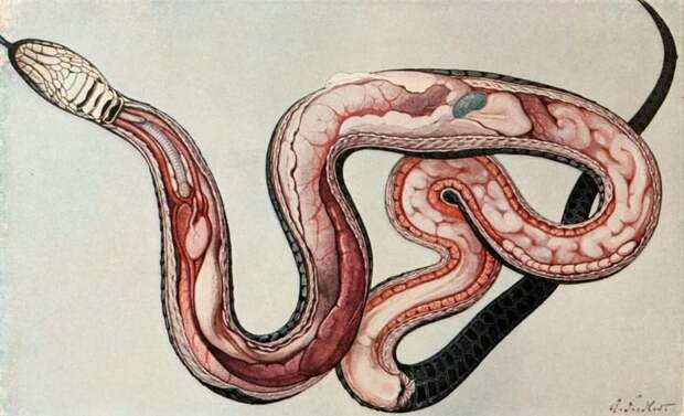 2. Уникальное расположение внутренних органов — совсем не по-человечьи герпетофобия, змеи, офидиофобия, фобия