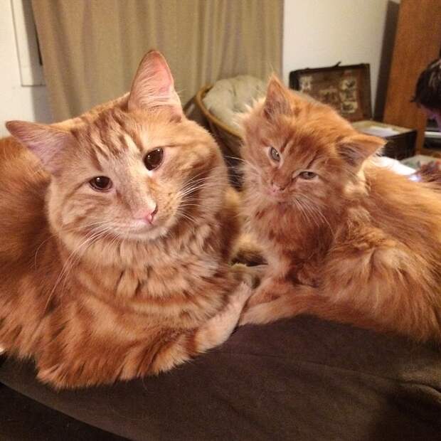 кот воспитывает котенка который на него похож