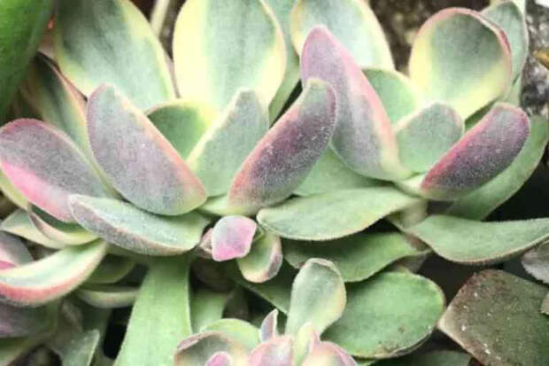 Как сформировать денежное дерево, чтобы оно стало пышным и устойчивым