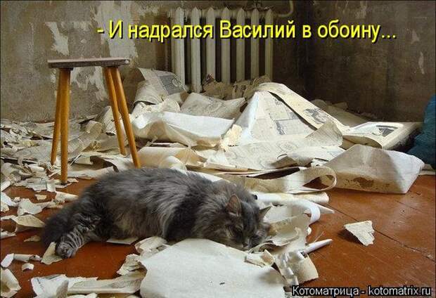 Лучшие котоматрицы недели (50 фото)