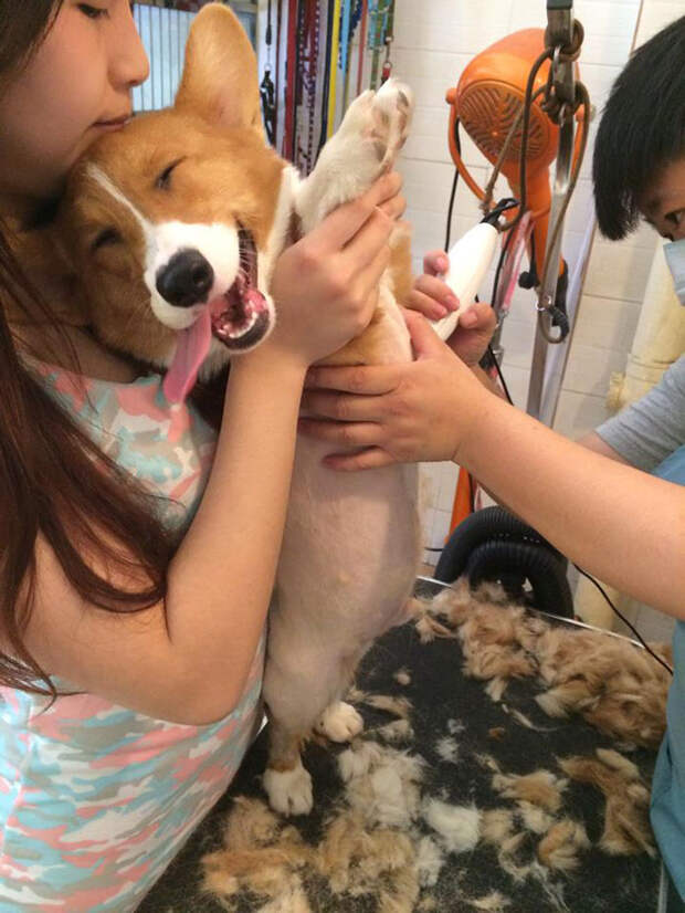 самые улыбчивые собаки 