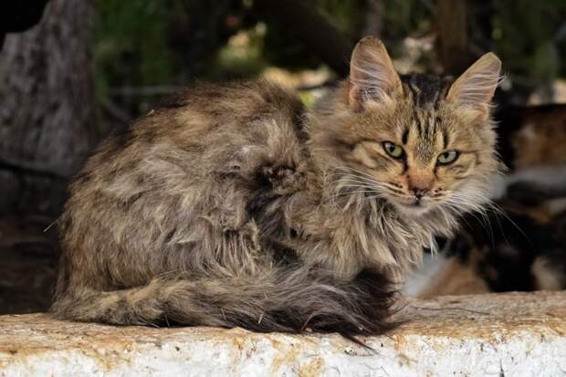 Кошка. Фото: pixabay.com