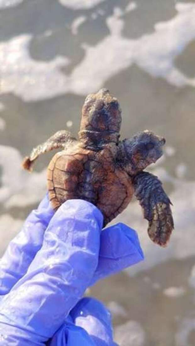 Найдена редкая двухголовая черепаха