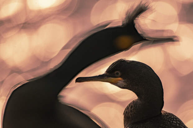 Победители фотоконкурса Bird Photographer of the Year 2020