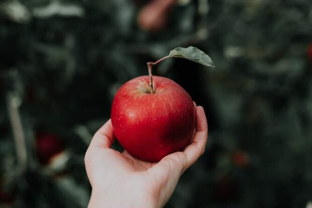 Какие яблоки принесут максимальную пользу для организма: сушеные, печеные или свежие