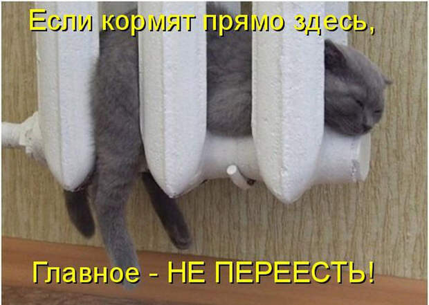 Без кота жизнь не та (27 фото) Без кота жизнь не та (27 фото)