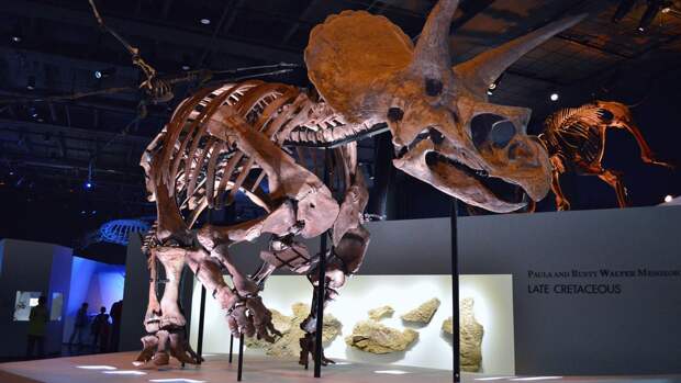 Найденный в Нью-Мексико динозавр оказался самым древним представителем вида цератопсидов