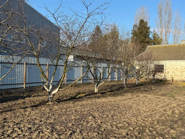 Пока почки спят: чем обработать деревья, чтобы тля сдохла, а урожай порадовал