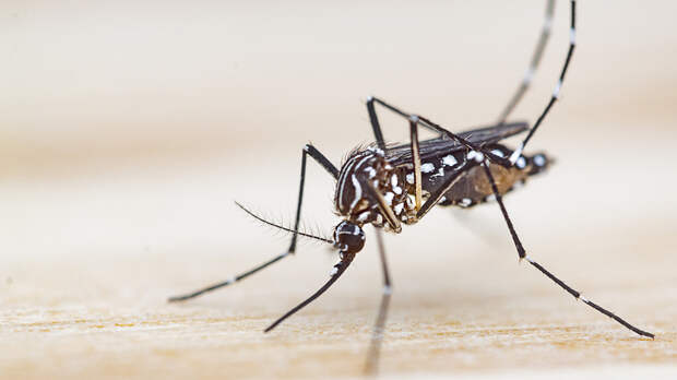 В России выявили завозной случай лихорадки чикунгунья