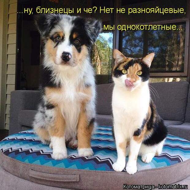 Лучшие котоматрицы недели (50 фото)