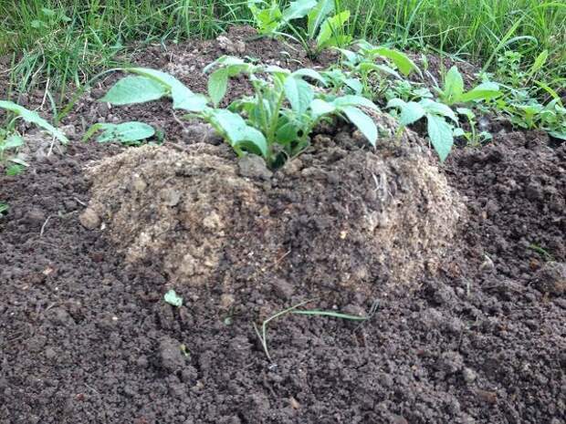 Куст картошки, растущий в яме