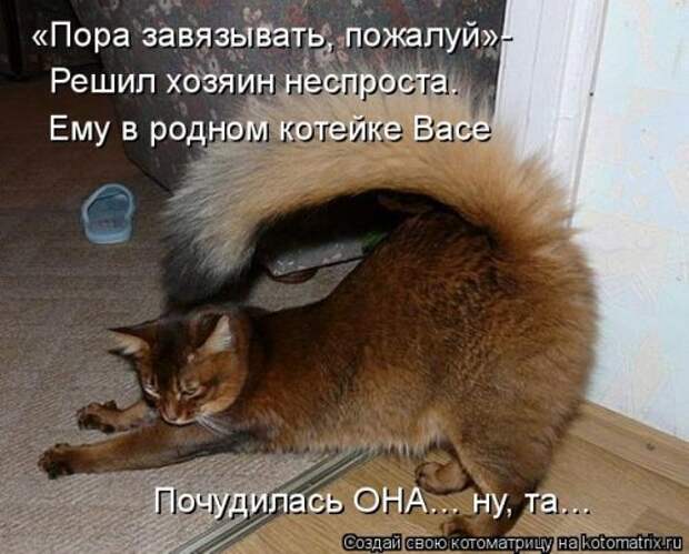 Новая котоматрица (39 фото)