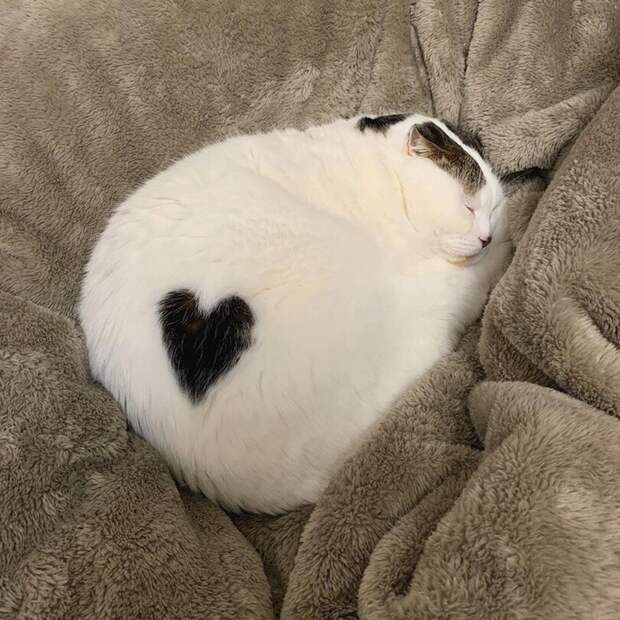Котя