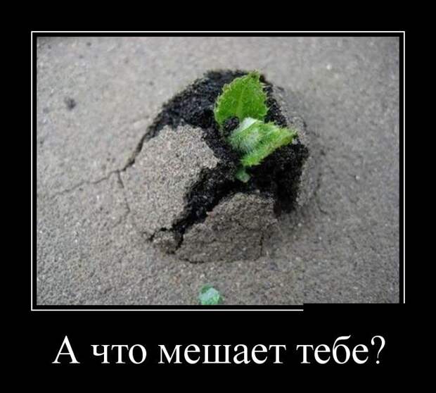 Демотиваторы (30 фото) Демотиваторы (30 фото)