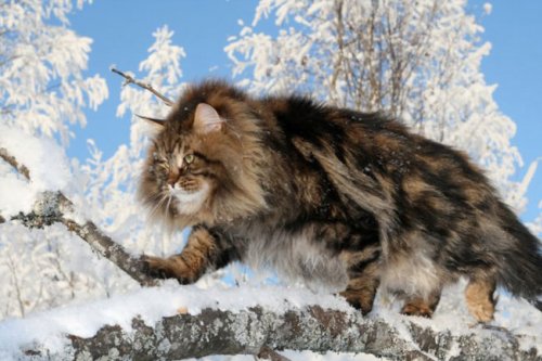 Сибирский царь котов Сибирский царь котов