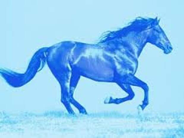 2014 год какого цвета. Год синей лошади. Лошадь синего цвета. Конь голубого цвета. Год лошади 2014 фото.