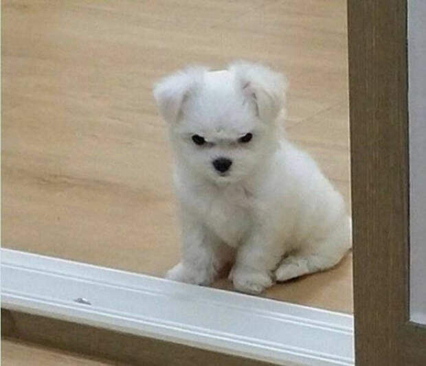 Пятничные фотоприколы: «Ребята, подождите!»