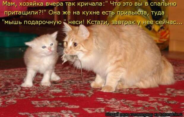 Свежая котоматрица на Бугаге (37 фото)