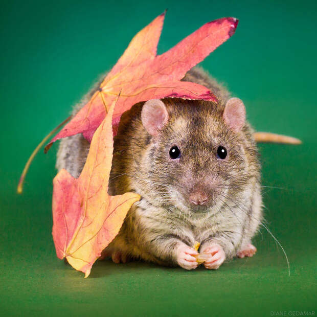 Осень Оздамар, грызун, животные, крыса, портрет, проект, съемка, фото