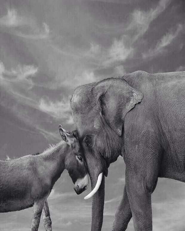 Слон — очень аккуратный зверь, ты слухам про него не верь интересное, слоны, факты