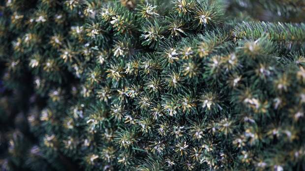 Юрист Капштык: нельзя оставлять ёлку у мусорной площадки