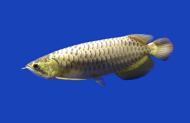 Источник: Arunee Rodloy via Shutterstock/Fotodom.ru