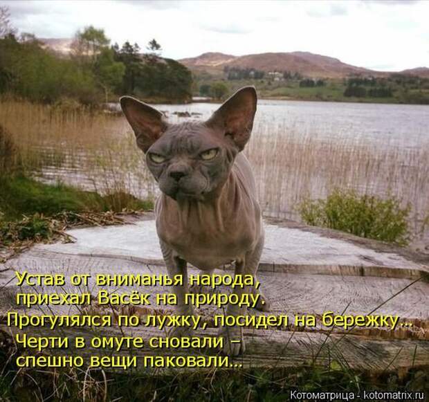 Лучшие котоматрицы недели (50 фото)