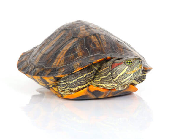 Черепаха — одно из самых безопасных животных для аллергиков