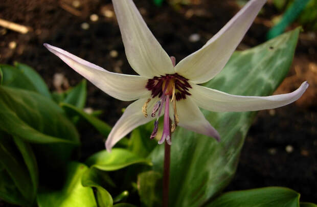 Erythronium_hendersonii_001 (700x457, 279Kb)