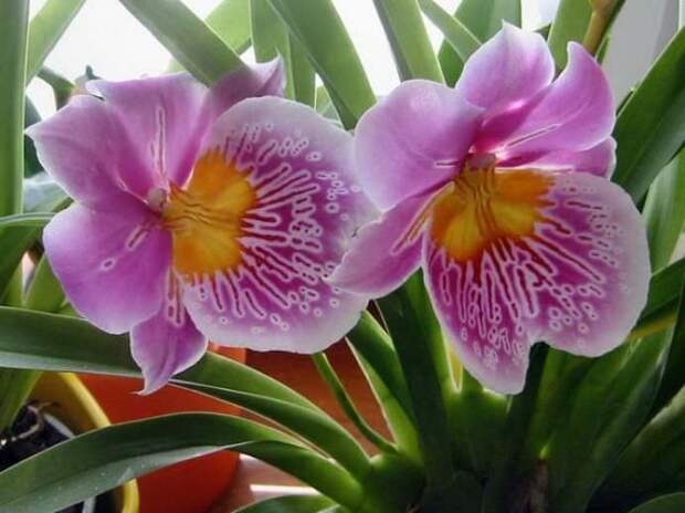 Орхидея вида «Мильтония» известна большинству цветоводов-любителей под названием «Крылья бабочки»