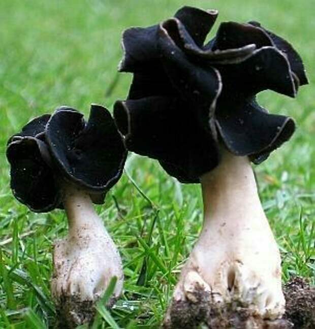 Удивительный мир грибов 2 грибы, Природа, красота, фотография, длиннопост