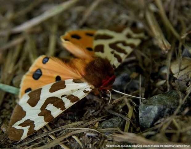 В Чернобыле появилась ночная бабочка Медведица-кайя  (лат. Arctia caja) 