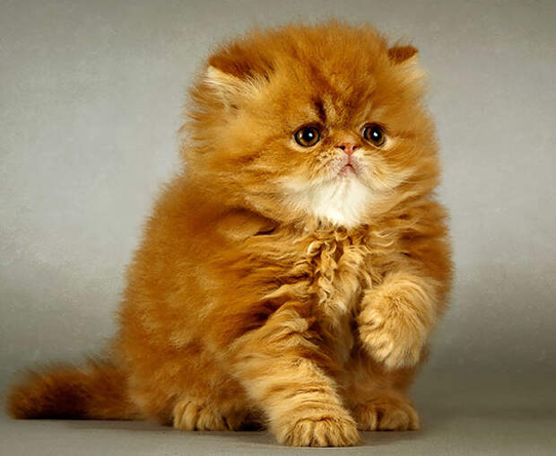 Fluffy Ginger