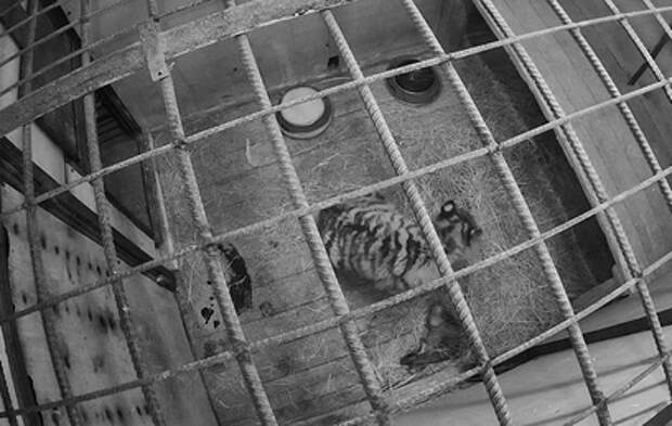 В Приморье спасли обмороженную пятимесячную тигрицу