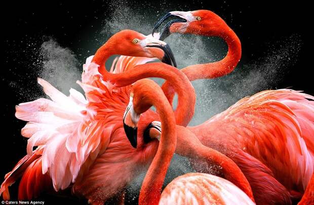 Борьба фламинго  животные, фотография