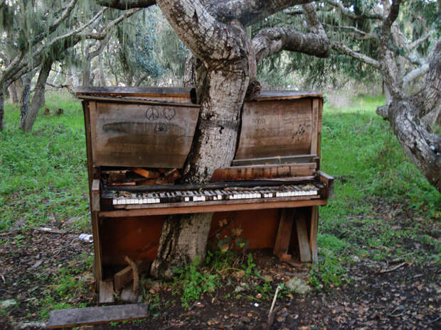Дерево, вросшее в старое фортепиано.