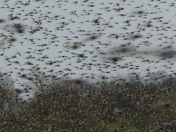 Нашествие комаров в Висконсине (20 фото)