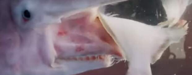Как хватает добычу акула-гоблин